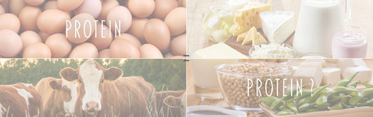 Protein = Protein? Die Bedeutung von Bioverfügbarkeit und Biologischer Wertigkeit